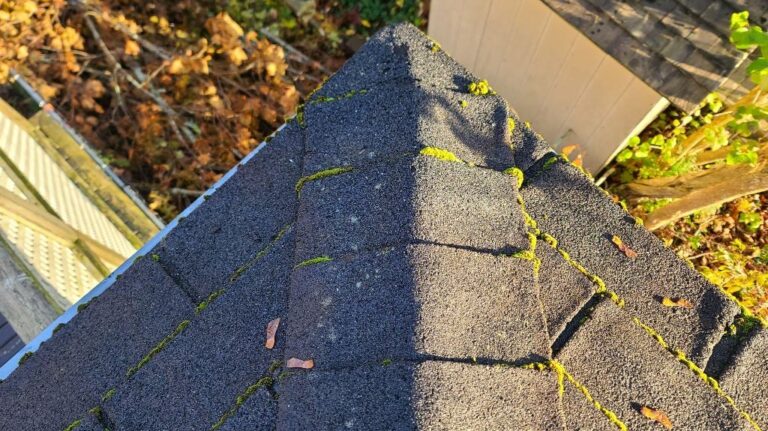 Mold, mildew, and moss growing on an old roof