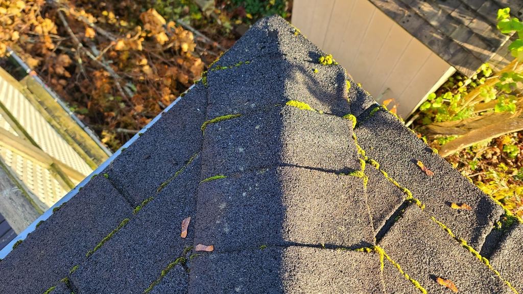 Mold, mildew, and moss growing on an old roof